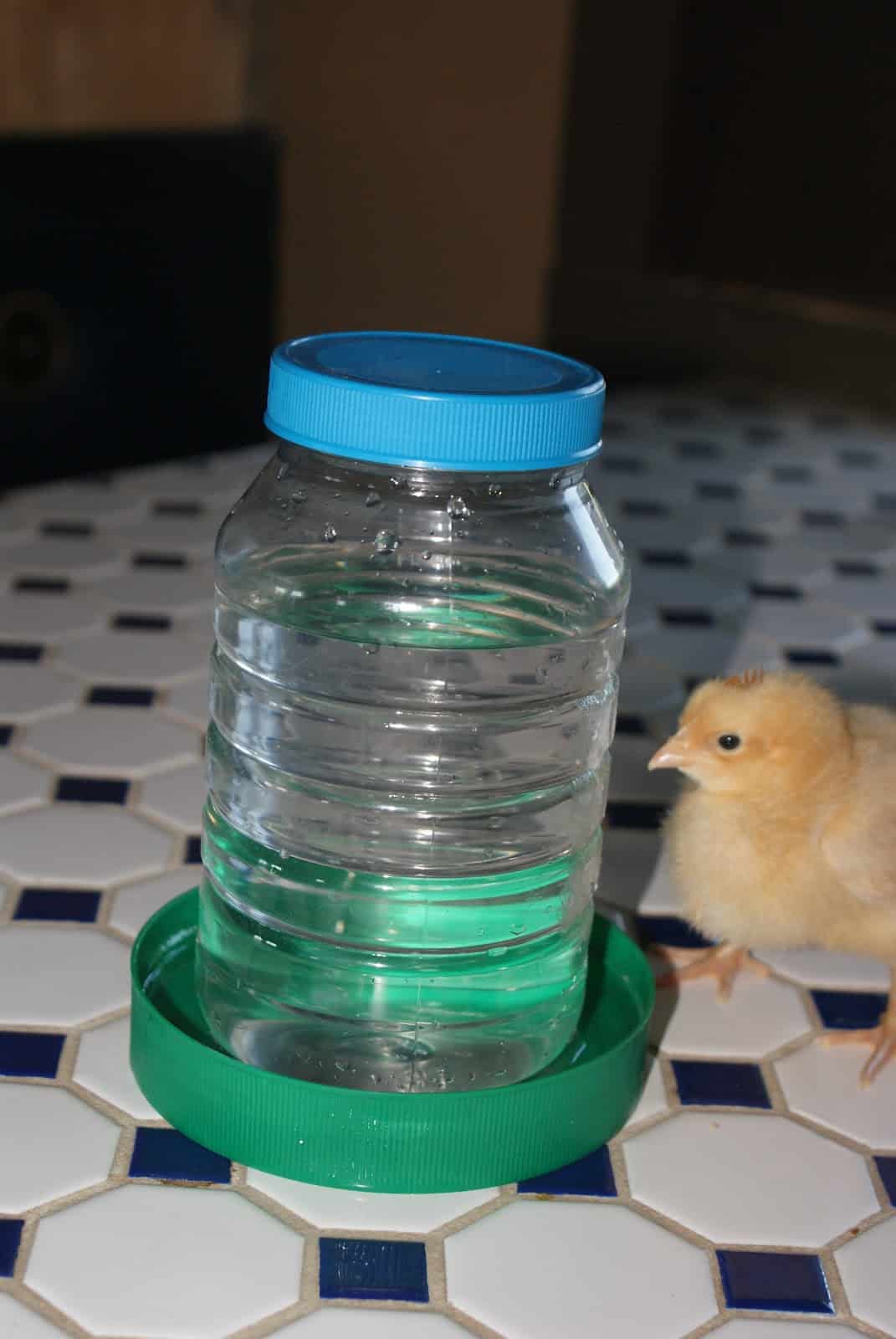 27 DIY Chicken Feeder Ideas You Can DIY this Weekend