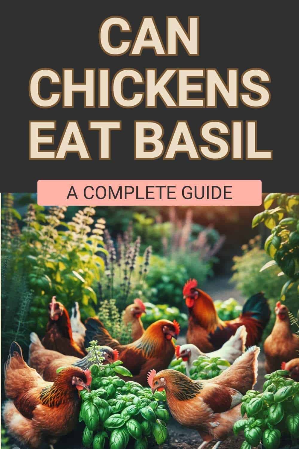 Can Chickens Eat Basil? (Nutrition, Benefits, Feeding Tips)