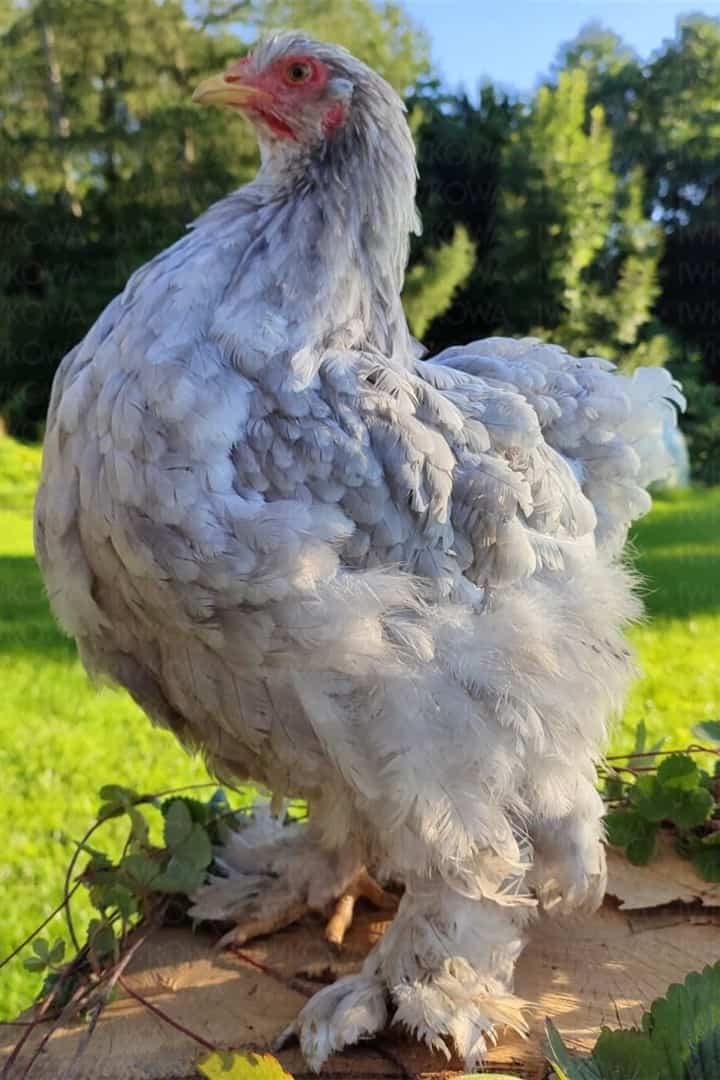 Top 6 Asian Chicken Breeds (with Pictures)