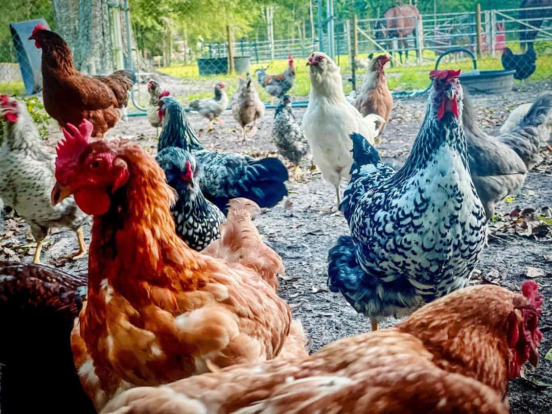 Top 5 French Chicken Breeds and Raising Tips (with Pictures)