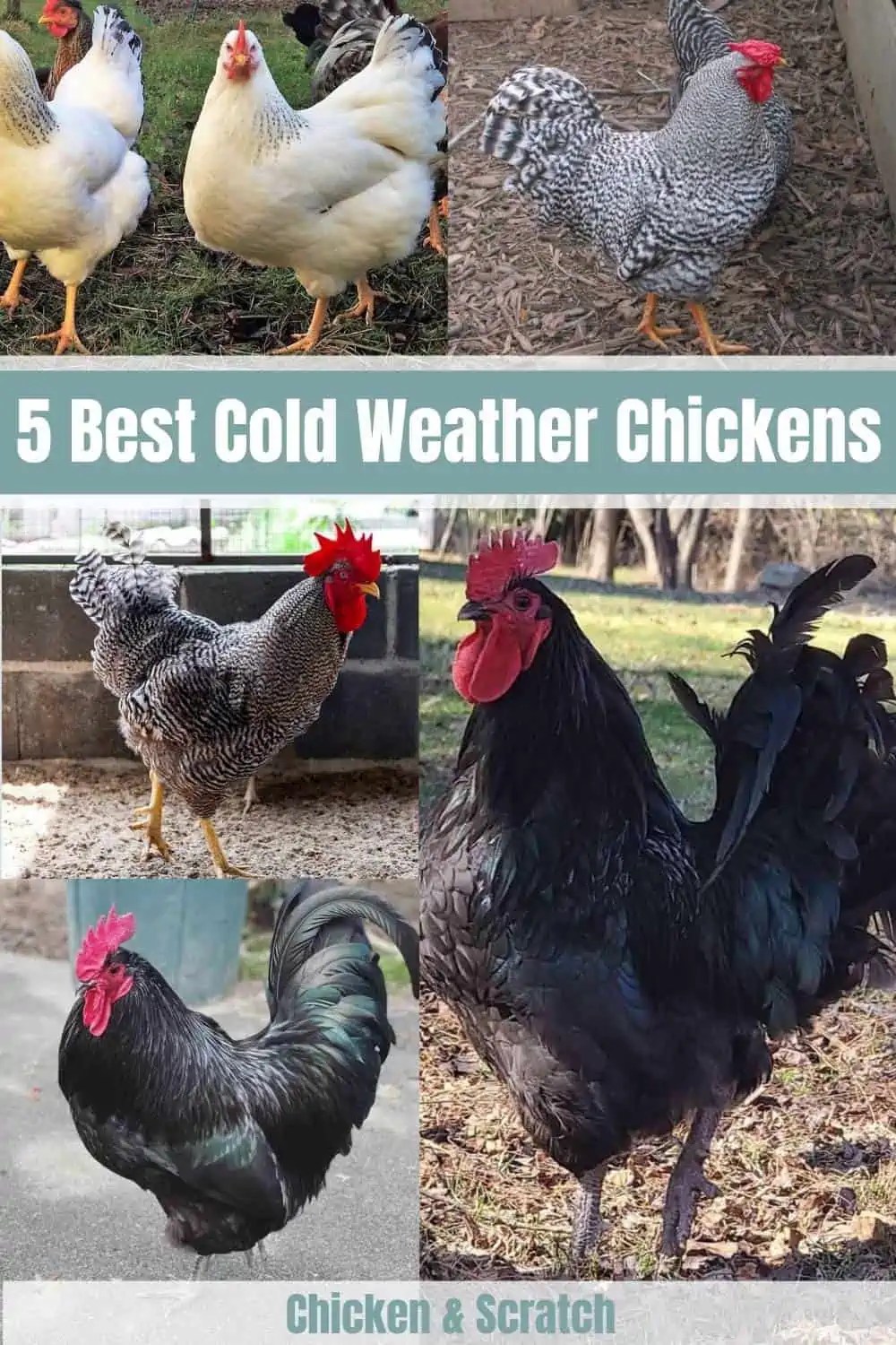 5 Best Cold Weather Chickens (with Pictures)