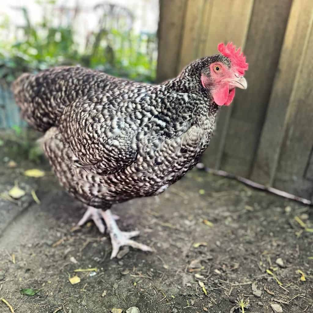 Top 5 French Chicken Breeds and Raising Tips (with Pictures)