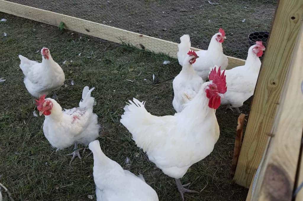 Top 5 French Chicken Breeds and Raising Tips (with Pictures)