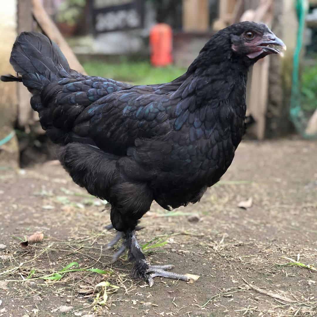 Top 7 Chicken Breeds With Feathered Feet (with Pictures)
