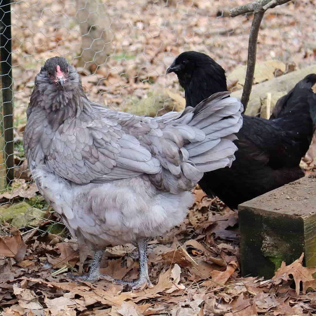 Top 8 Chickens That Lay Colored Eggs (with Pictures)