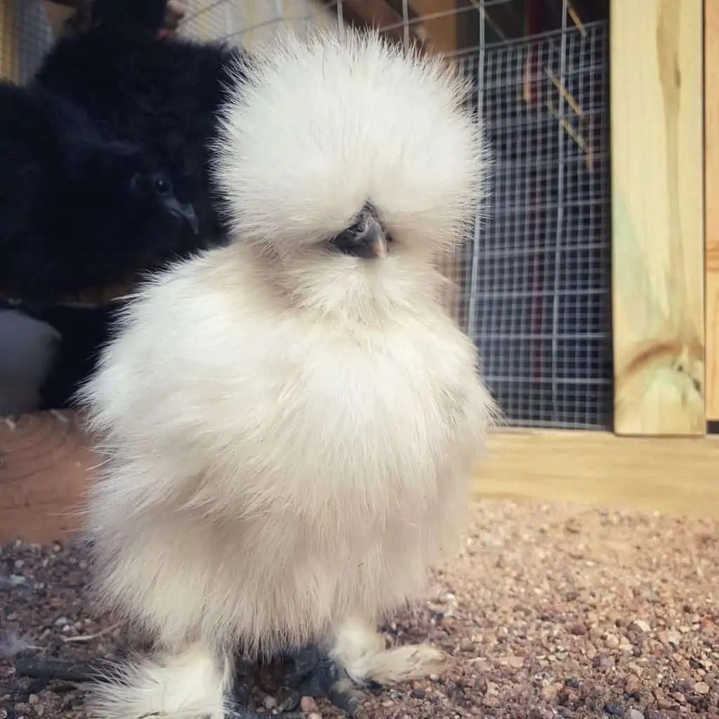 Top 7 Chicken Breeds That Lay Pink Eggs (with Pictures)