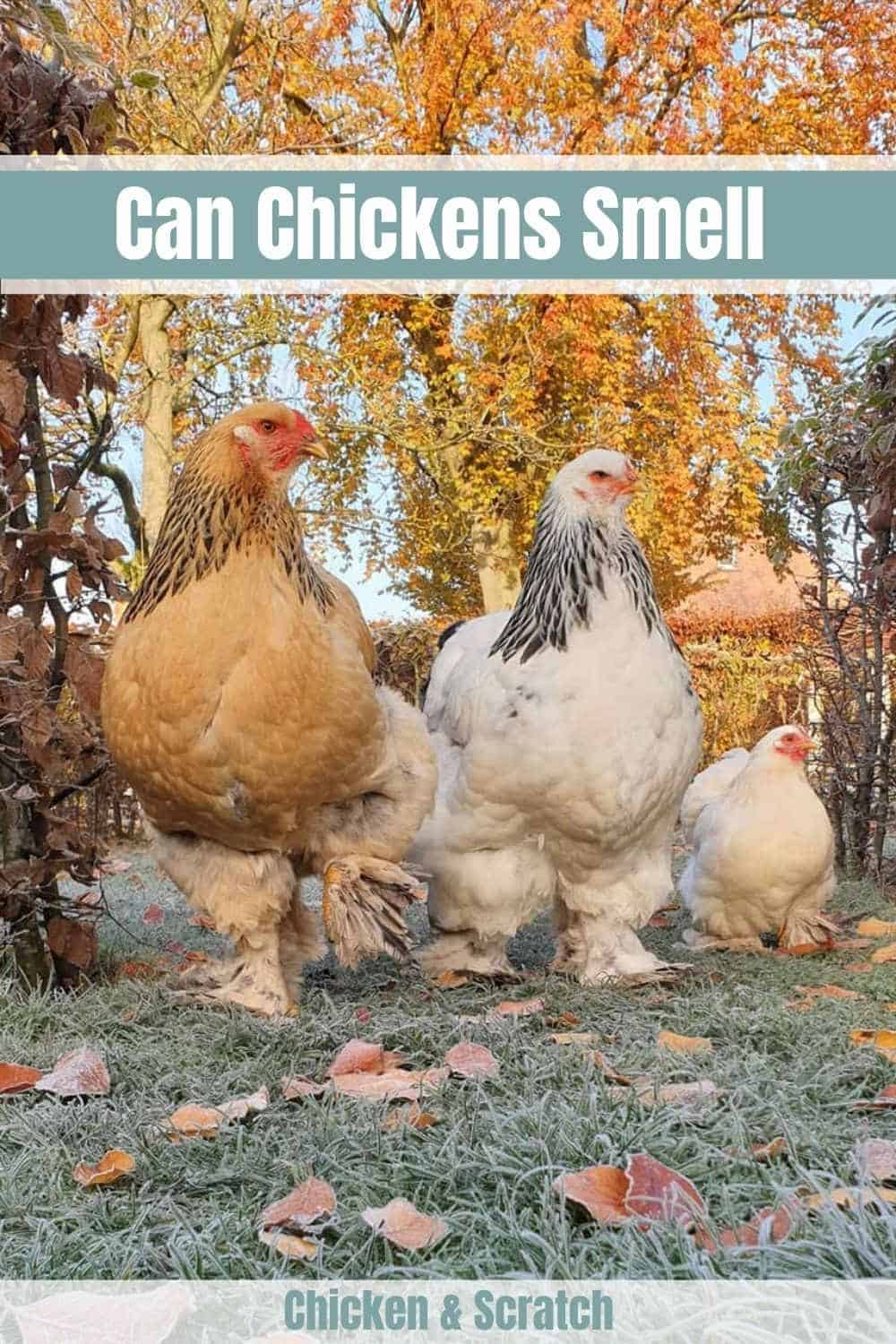 Why Does My Chicken Breast Smell Weird at Isaac Price blog