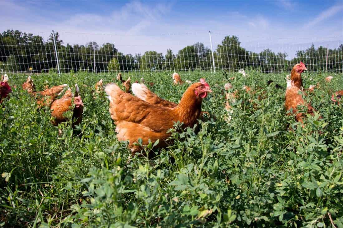 Can Chickens Eat Okra? (Nutrition, Benefits, Feeding Tips)