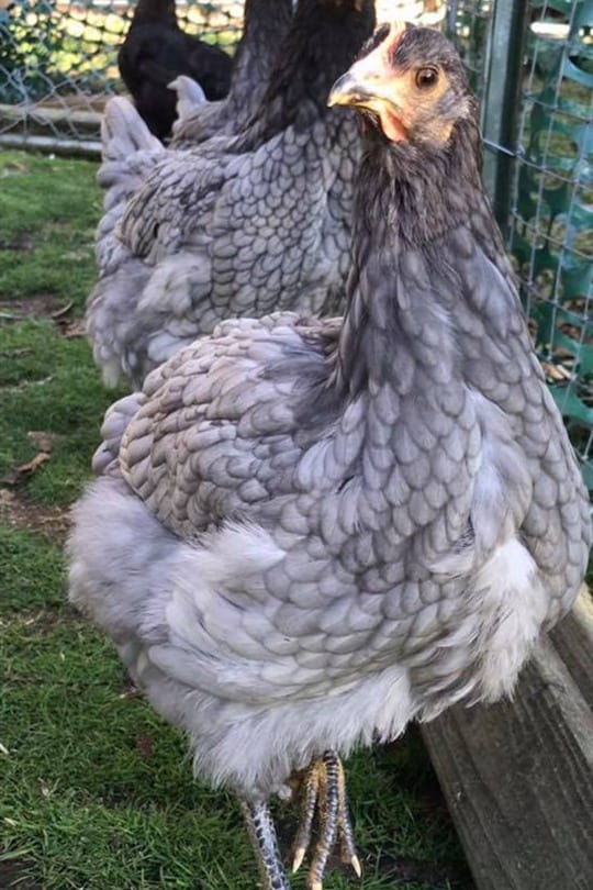 Top 6 Grey Chicken Breeds (with Pictures)