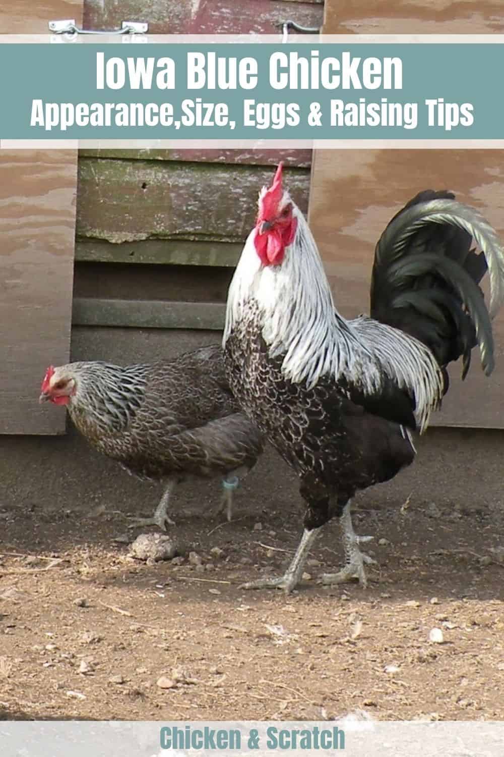 Iowa Blue Chicken Appearance, Temperament, Eggs & Raising Tips