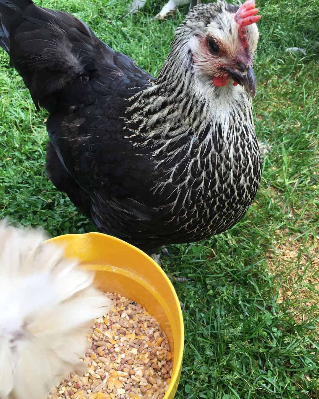 Iowa Blue Chicken Appearance, Temperament, Eggs & Raising Tips