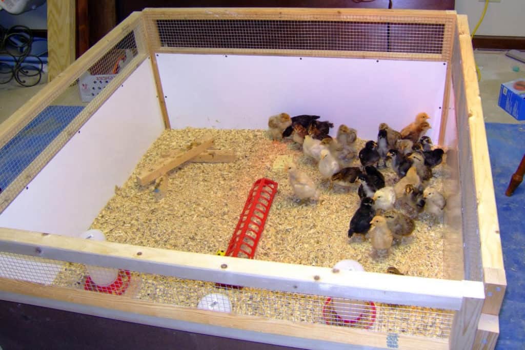 How to Care for Baby Chicks? The Beginner's Guide