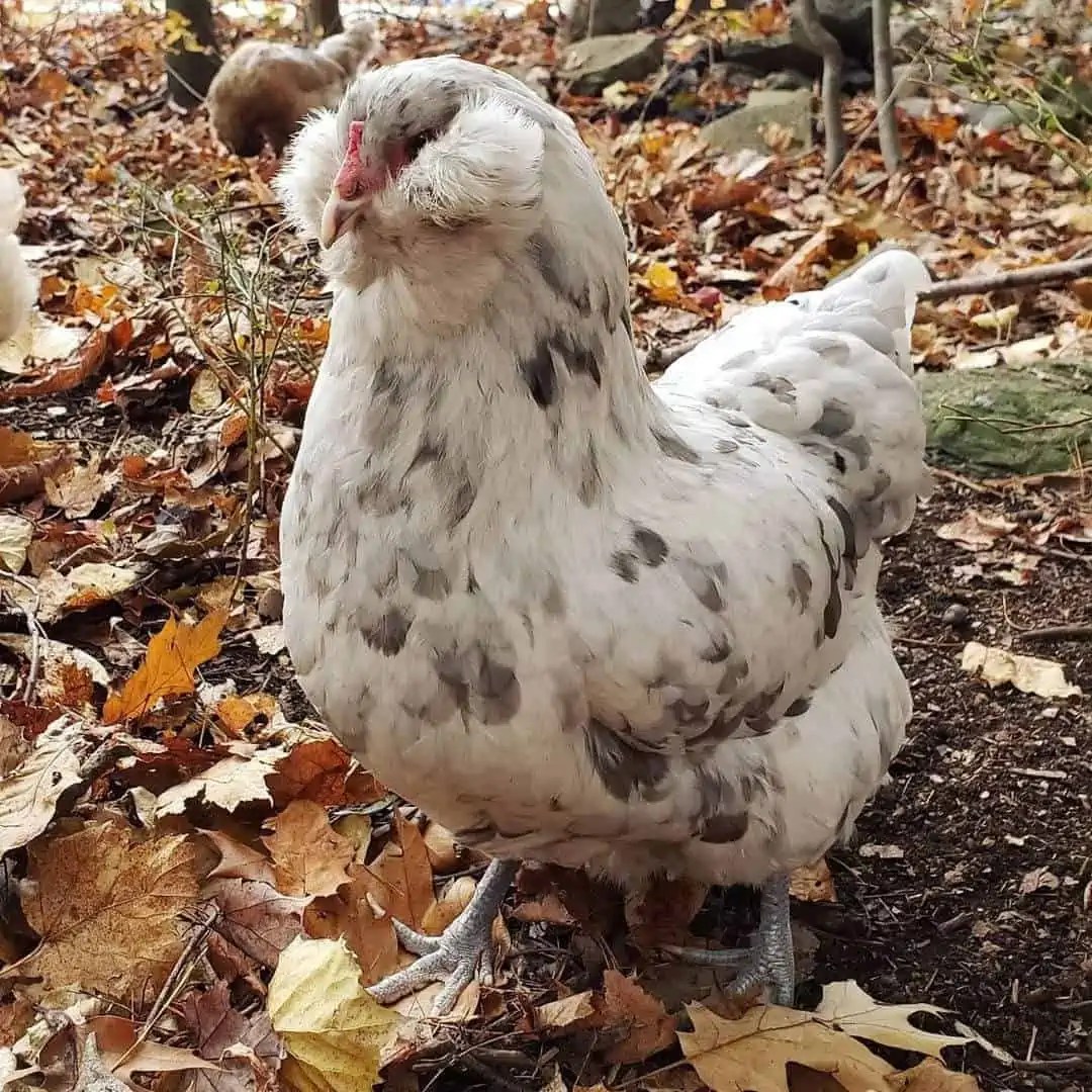 Top 8 FreeRange Chicken Breeds (with Pictures)