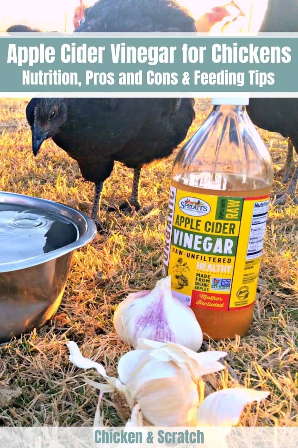 Apple Cider Vinegar for Chickens (Nutrition, Pros and Cons)