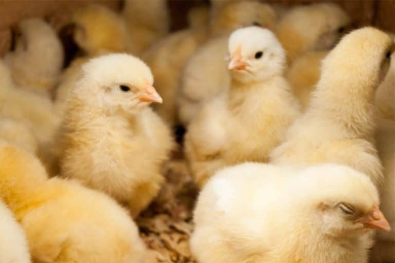 8 Best Chicken Hatcheries In Connecticut [2024]