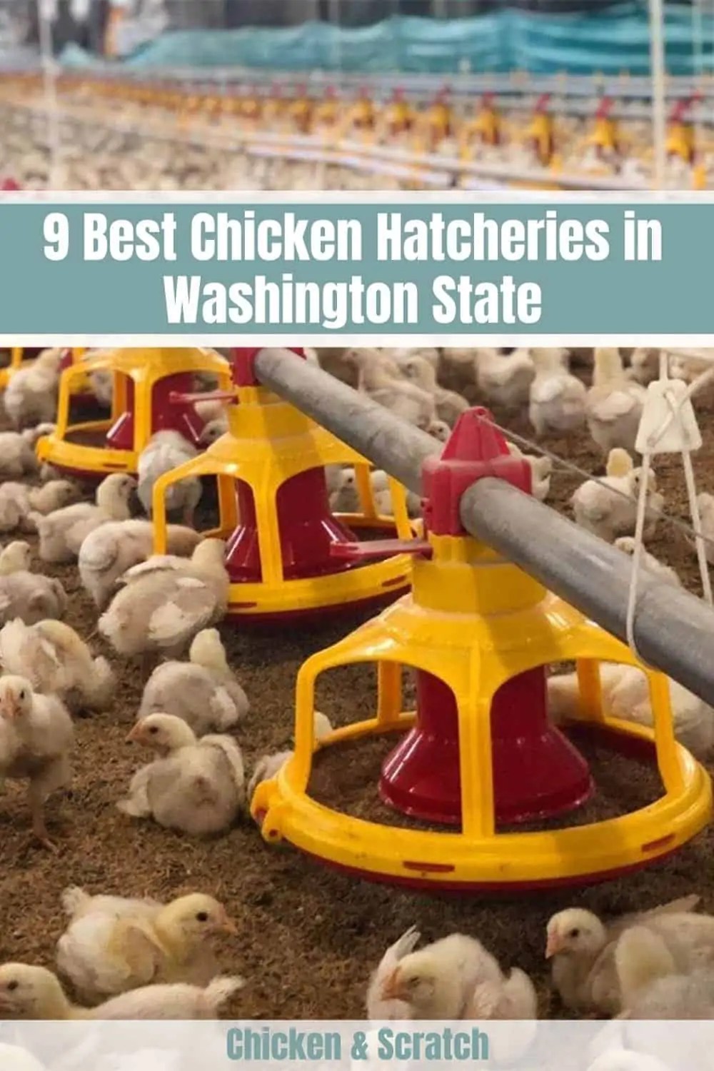9 Best Chicken Hatcheries in Washington State 2023 (Reviews & Maps)