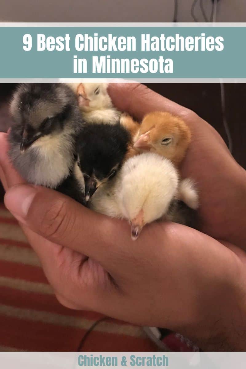 9 Best Chicken Hatcheries in Minnesota Reviews & Guides