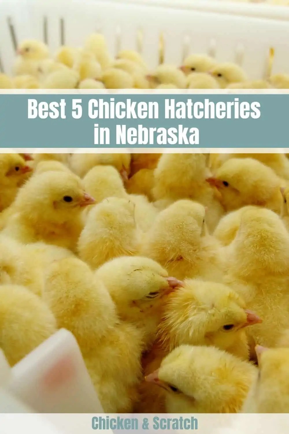 Top 5 Chicken Hatcheries in Nebraska Review & Guides