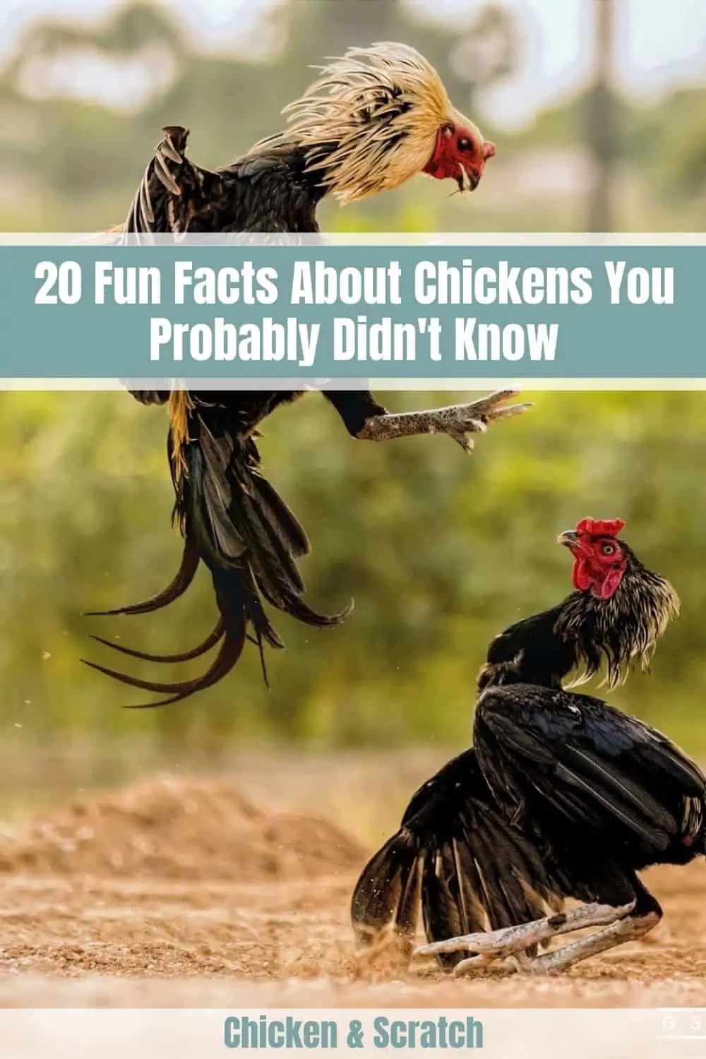 20 Fun Facts About Chickens