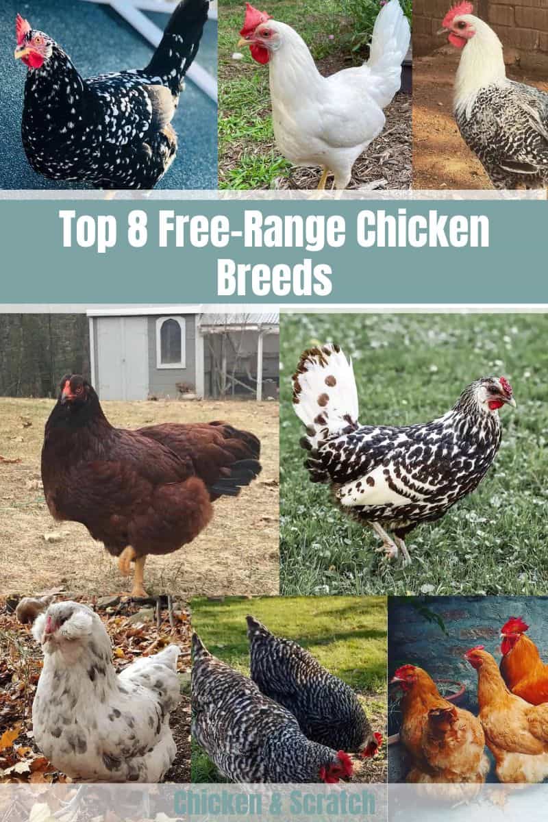 Top 8 FreeRange Chicken Breeds (with Pictures)
