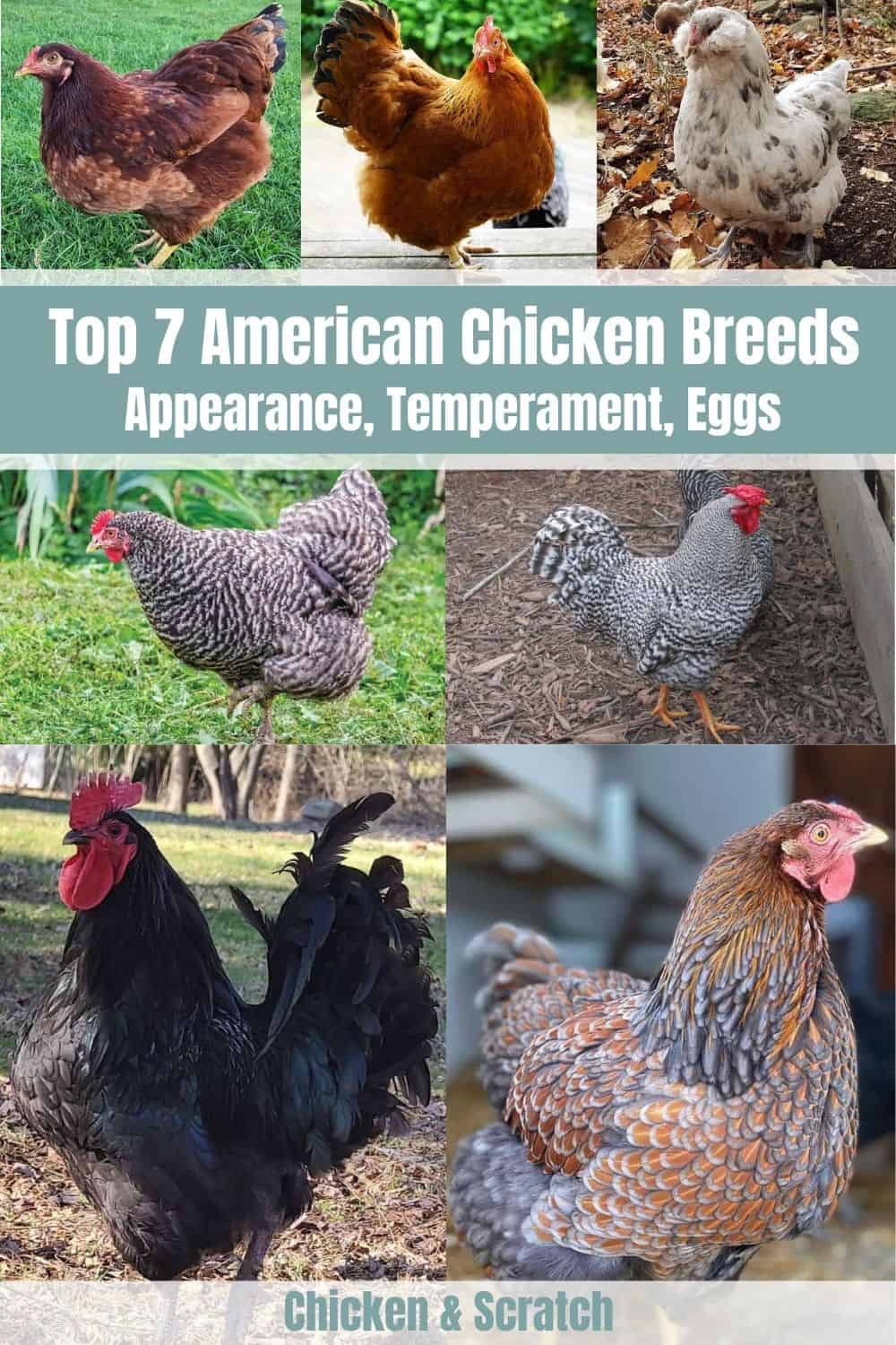 Top 7 American Chicken Breeds (Appearance, Temperament, Eggs)