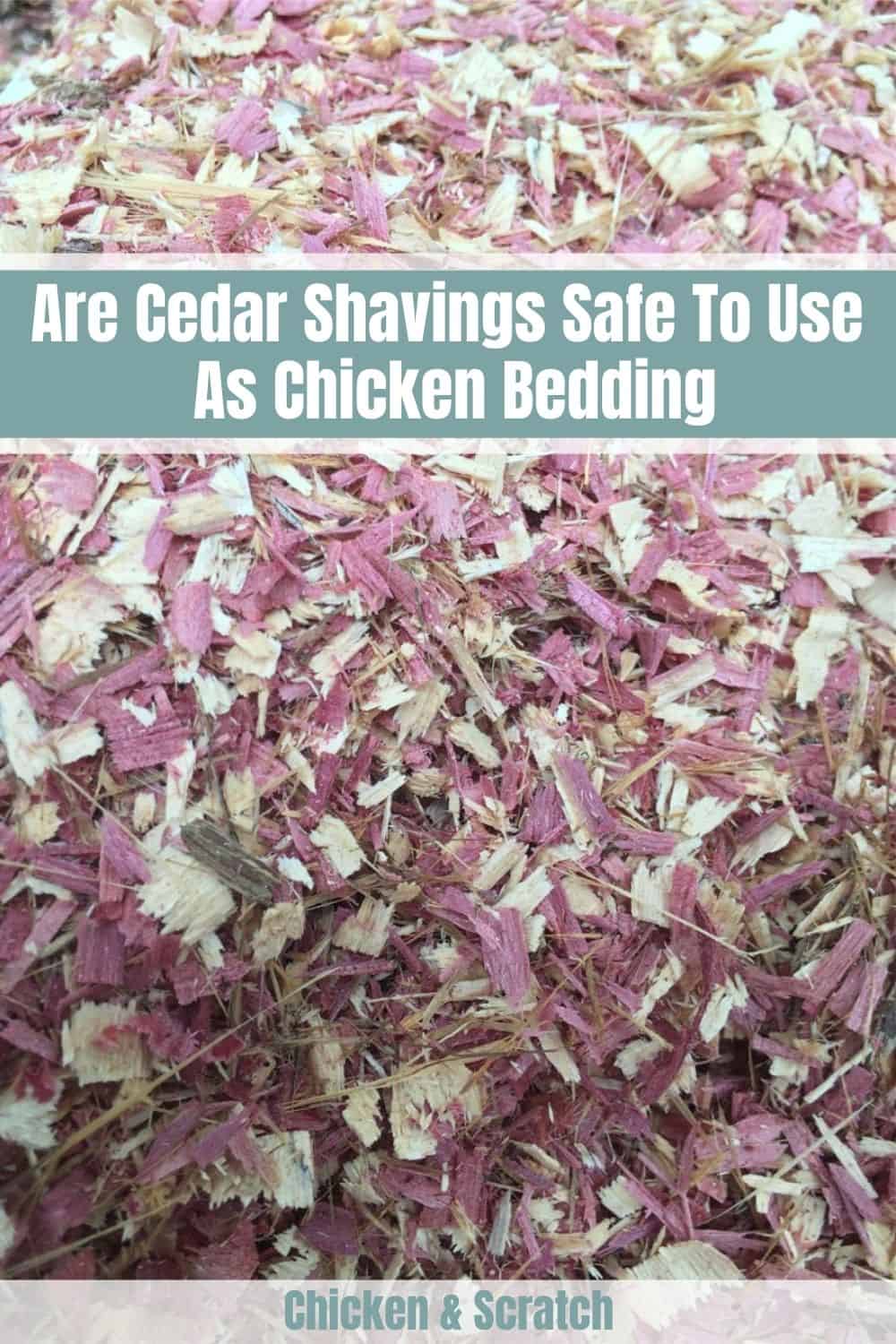 Are Cedar Shavings Safe To Use As Chicken Bedding?