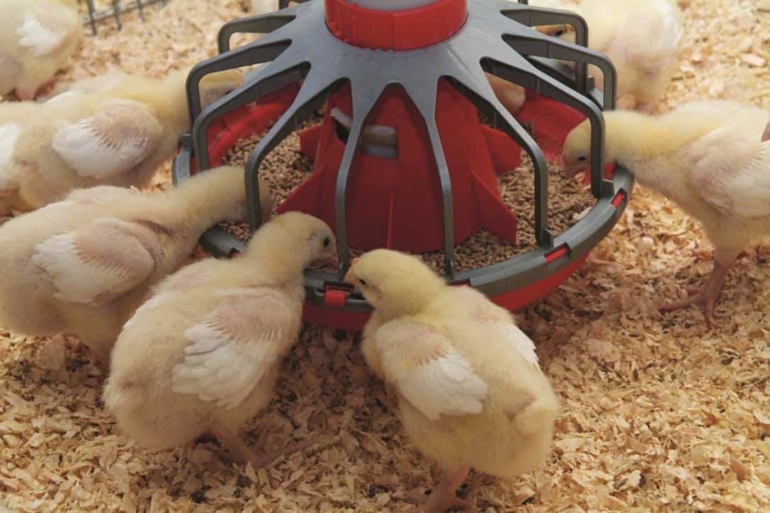 7 Best Chicken Hatcheries In South Carolina Review & Guides