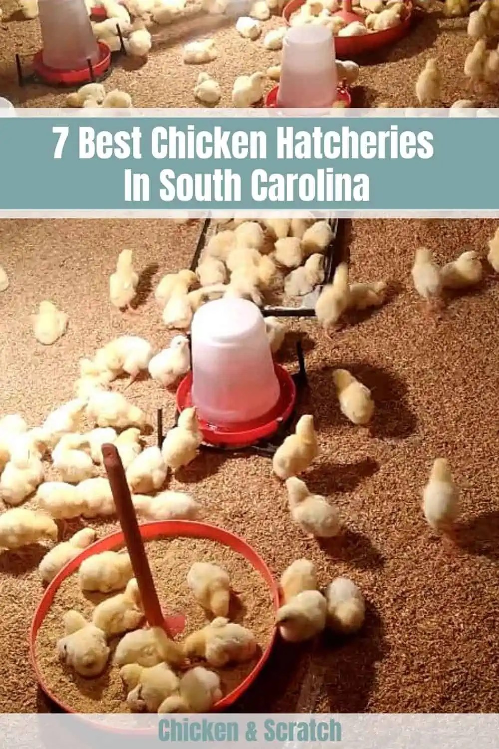 7 Best Chicken Hatcheries In South Carolina Review & Guides