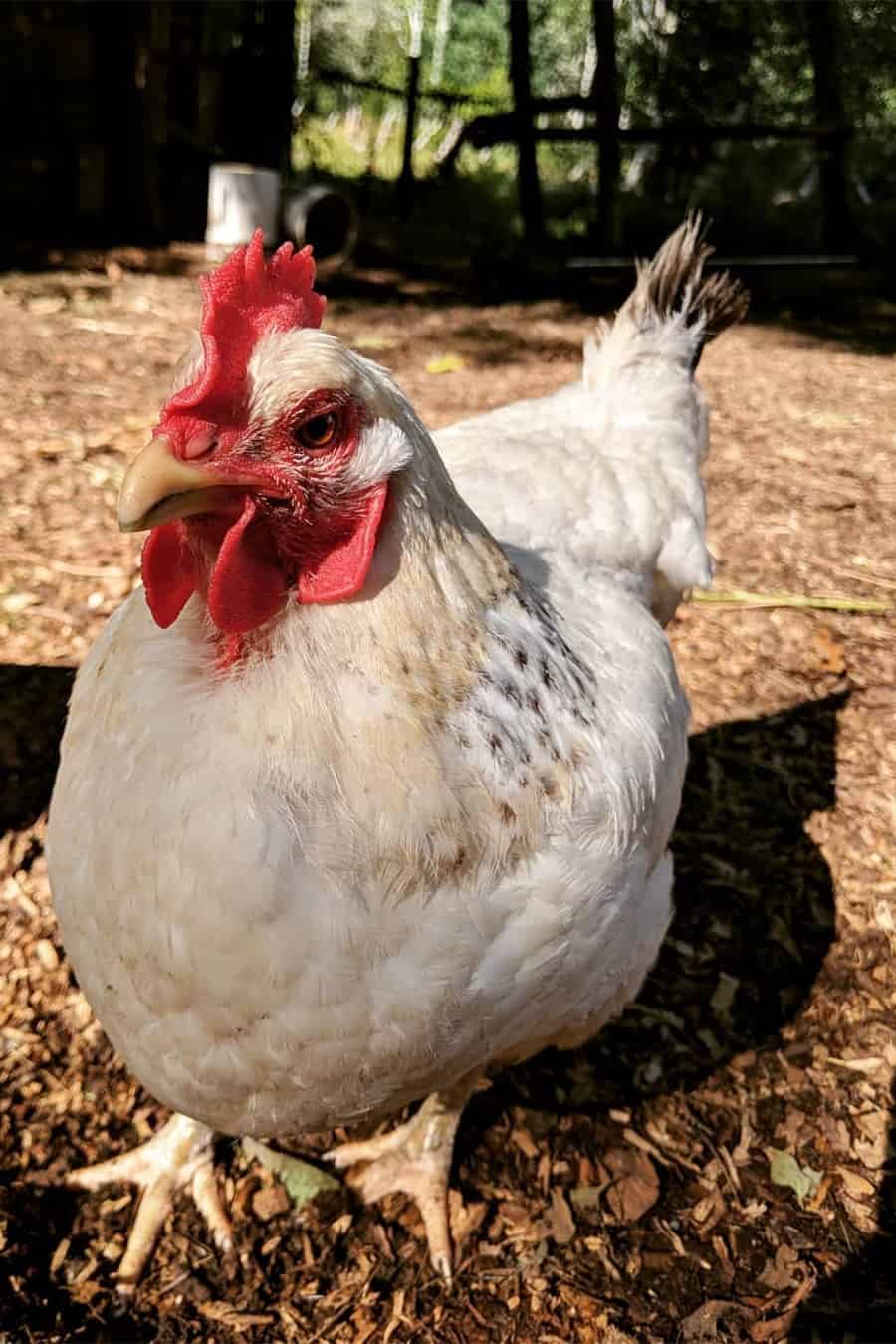 Delaware Chicken Appearance, Temperament, Eggs and Raising Tips