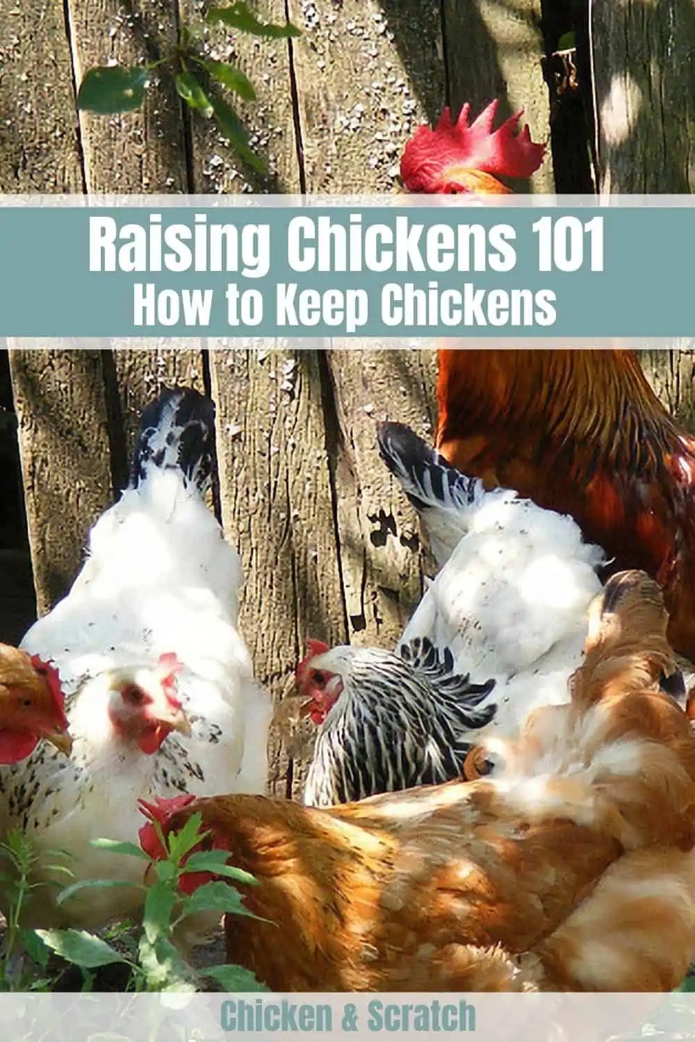 Raising Chickens 101 How to Keep Chickens?