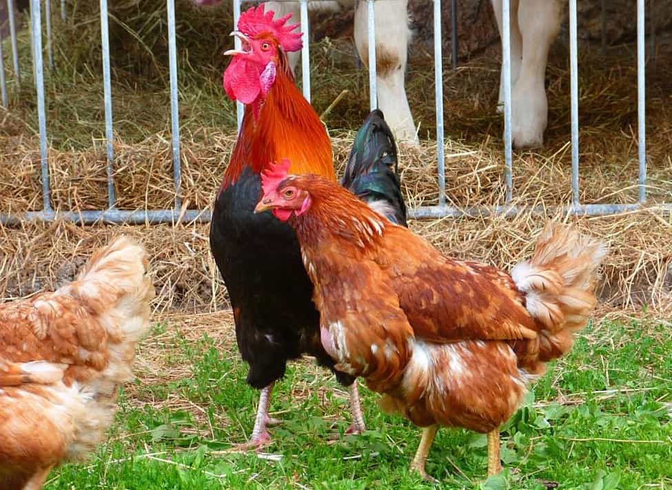 The Complete Guide to Chicken Pecking Order