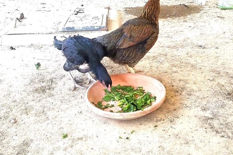 Can Chickens Eat Spinach? (Nutrition, Pros and Cons, Feeding Tips)