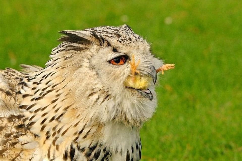 6 Ways To Keep Foxes Away From Chickens