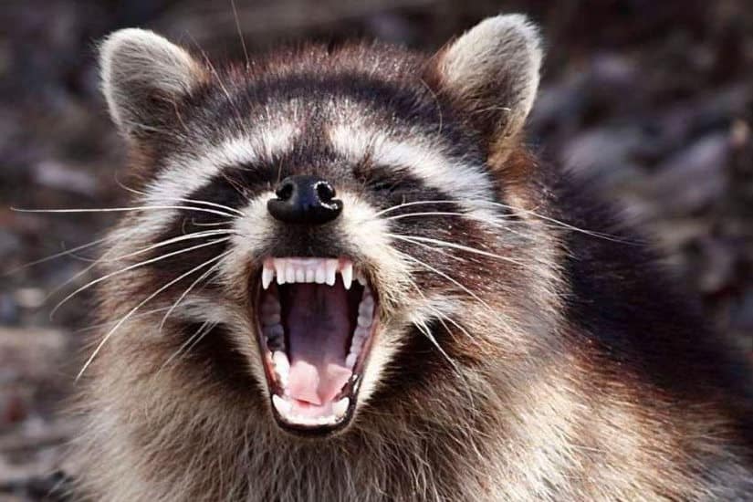 6 Ways To Keep Foxes Away From Chickens