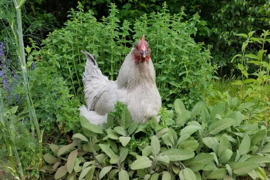 Can Chickens Eat Mint? (Nutrition, Benefits & Feeding Tips)