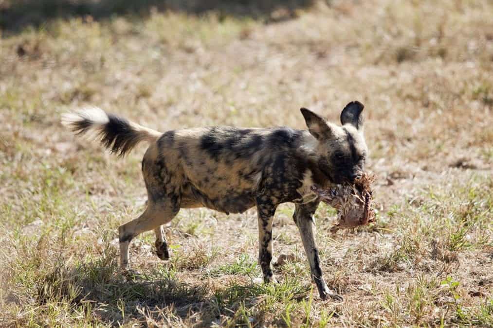 6 Ways To Keep Foxes Away From Chickens