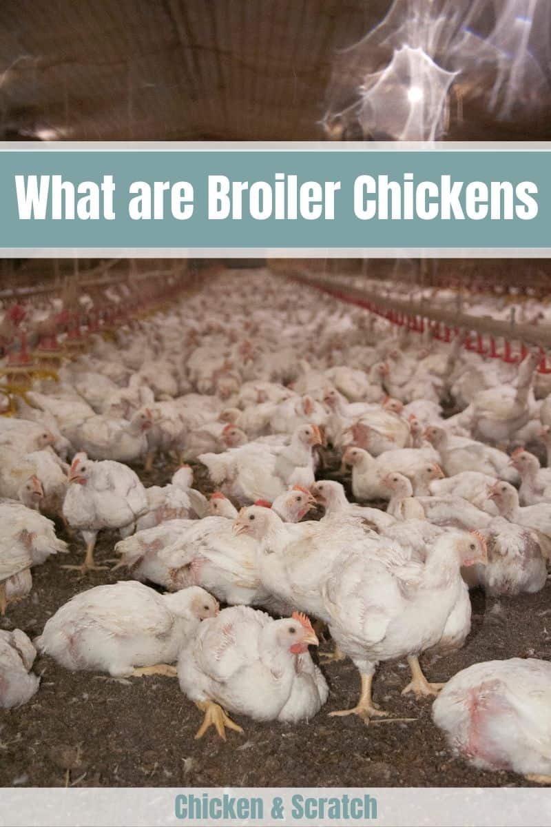What are Broiler Chickens?