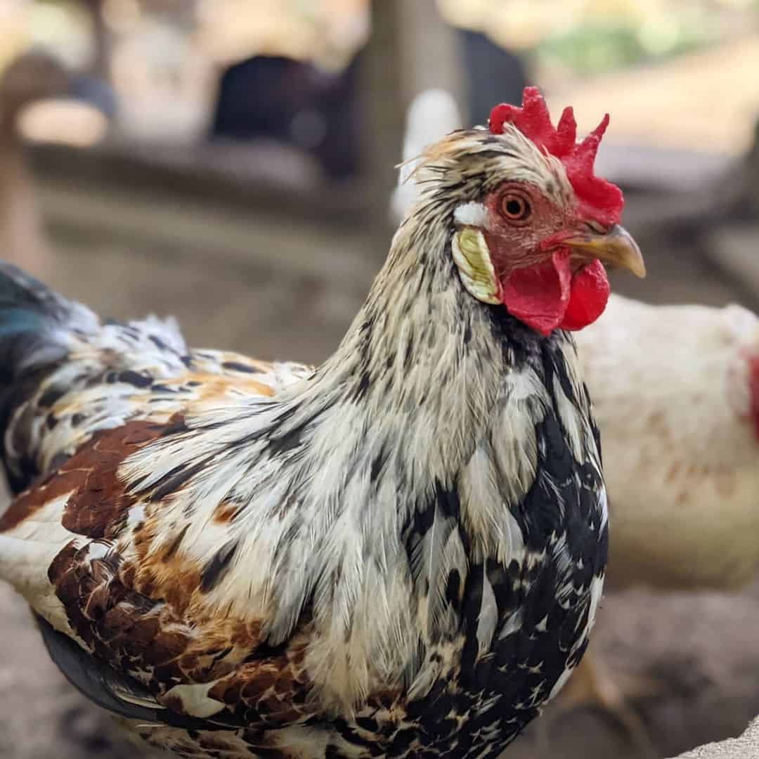 Icelandic Chicken Appearance, Temperament, Eggs & Raising Tips