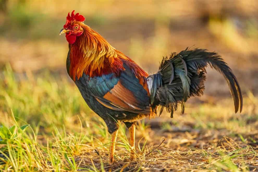 Where Do Wild Chickens Live?