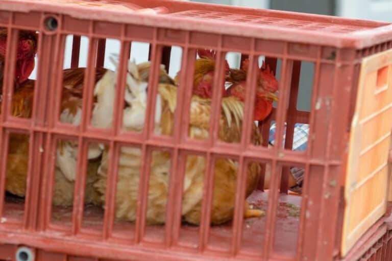 How to Transport Chickens? (Tips Before, During & After the Move)