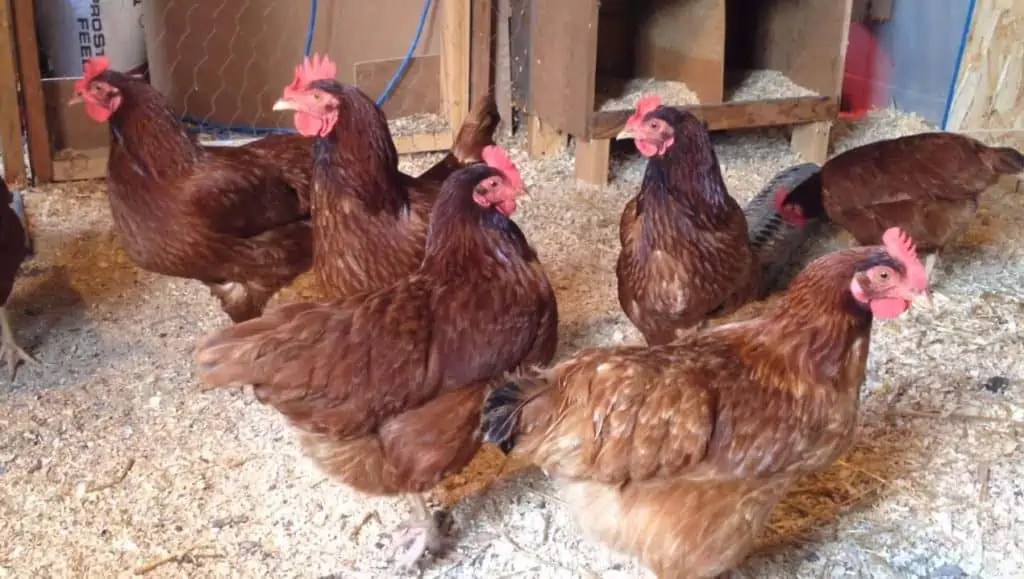 How Much Do Chickens Weigh?