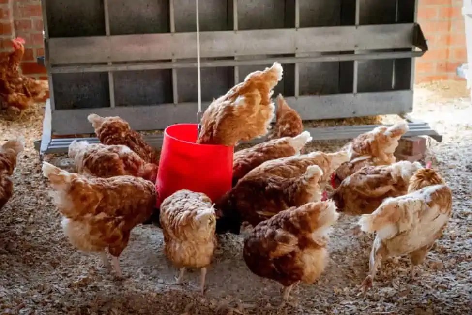 How Much Water Do Chickens Drink？