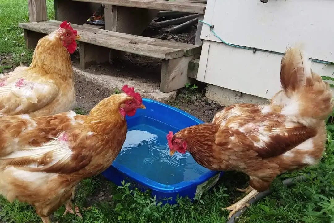 How Much Water Do Chickens Drink？