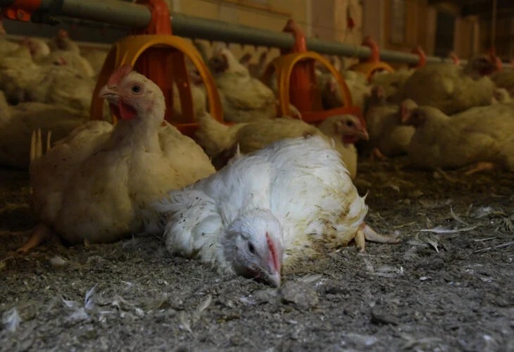 Salmonella In Chickens Symptoms, Treatment, Prevention