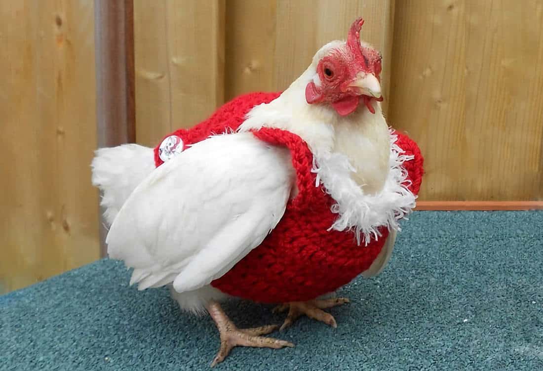 How to Pet a Chicken? A Beginner's Guide