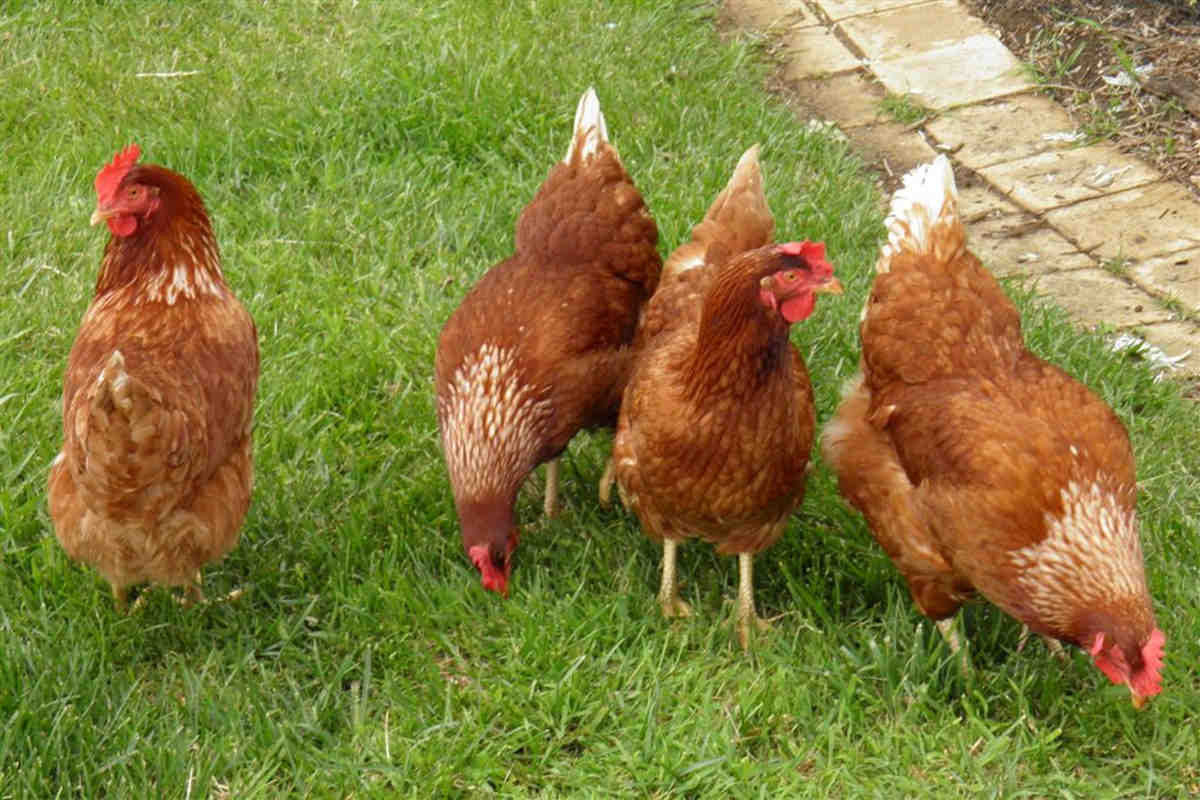 6 Best Chicken Hatcheries in Vermont 2024