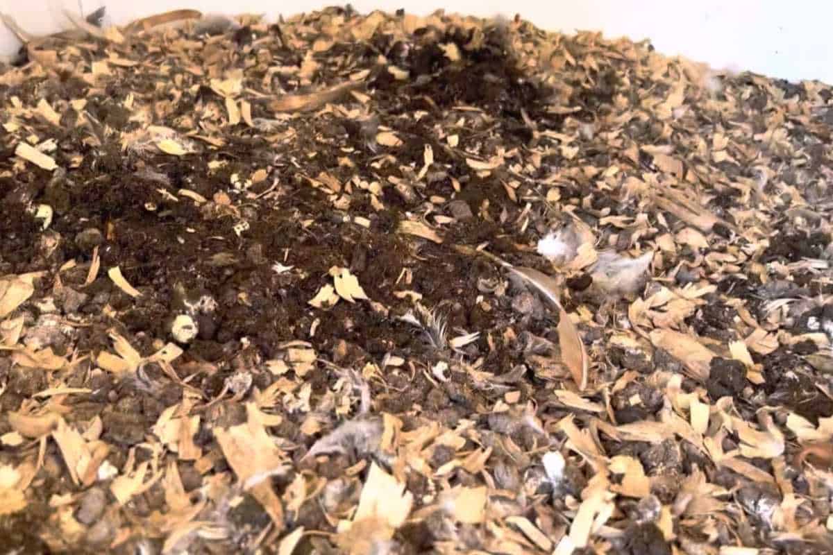 Chicken Coop Deep Litter Method Guide