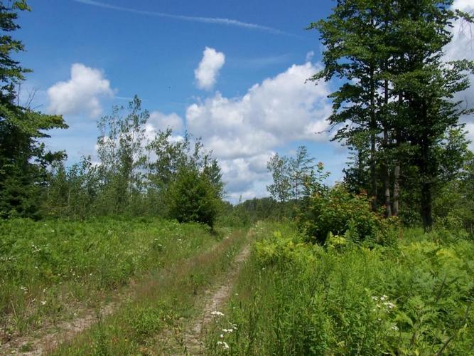 2 Vacant Lots In Presque Isle County, MI! Carol Smith's Asset