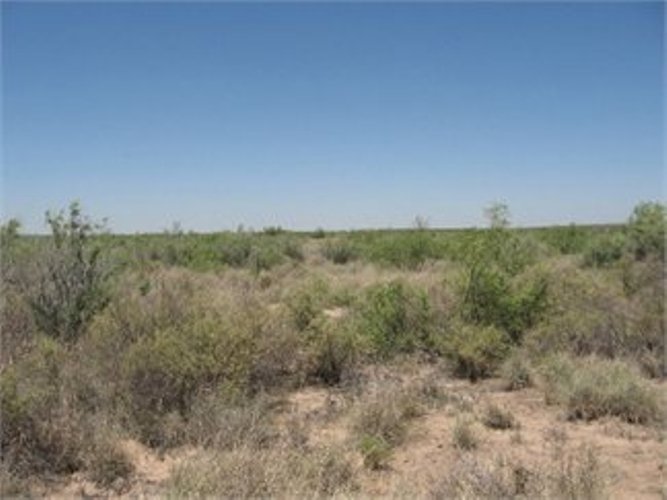 10 ACRES OF VACANT LAND IN WARD COUNTY, TX SOLD FOR 2,500! Carol