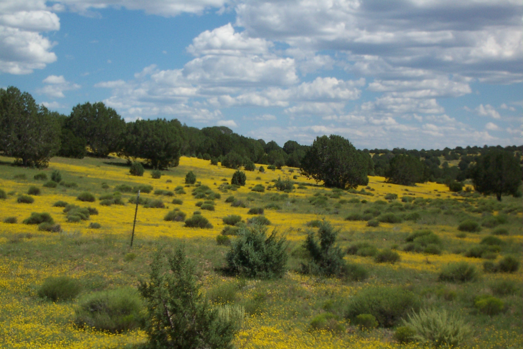 40 ACRES of VACANT LAND in COCONINO COUNTY, AZ SOLD FOR 9,900